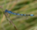 blue damselfly nymph (Enallagma cyathigerum)