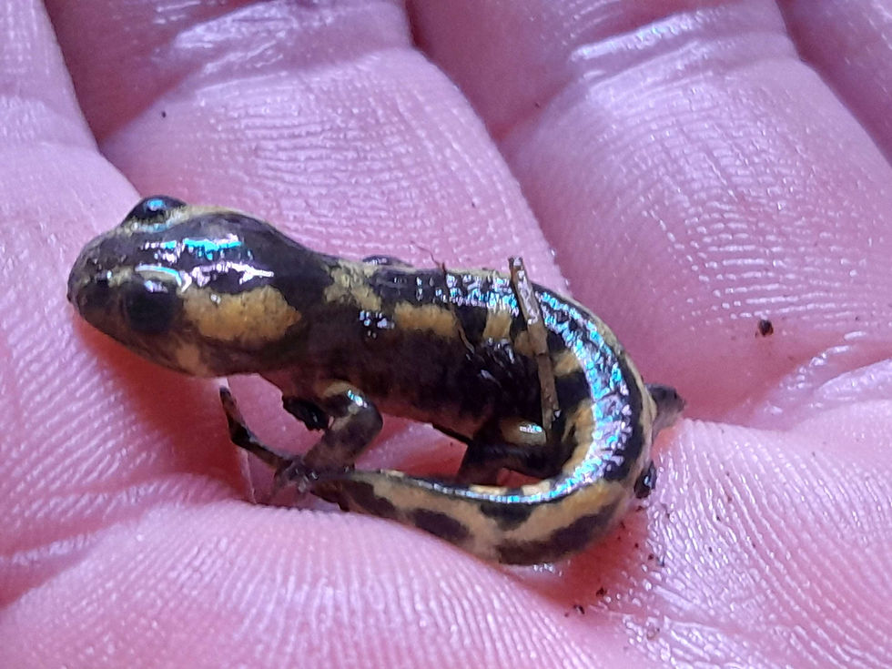 Thumbnail: Fire salamanders ( salamandra salamandra ) cb 2023