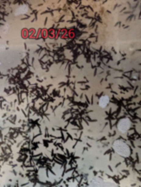 common frog tadpoles ( rana temporaria ) cb2026