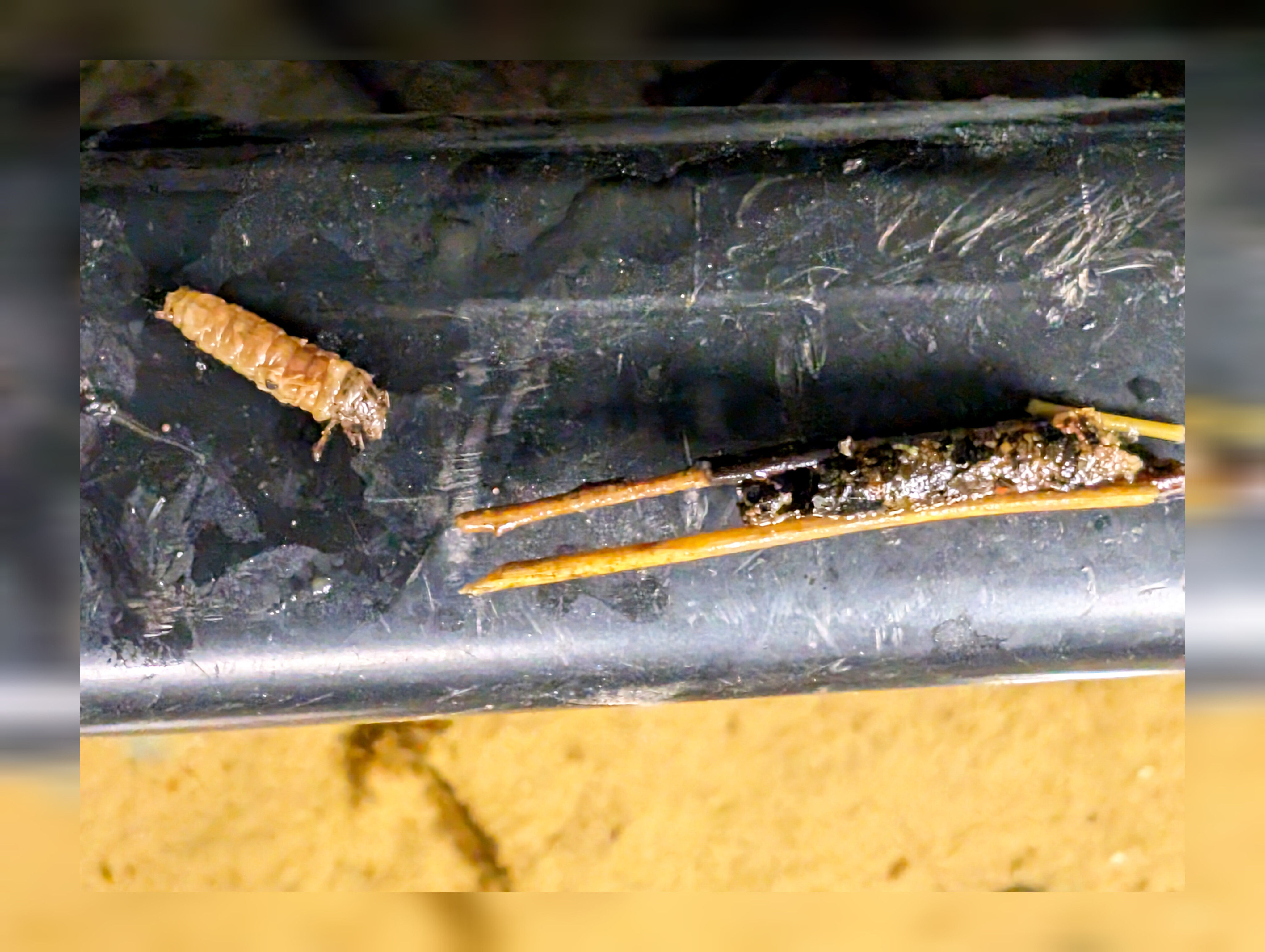 Caddisfly larvae
