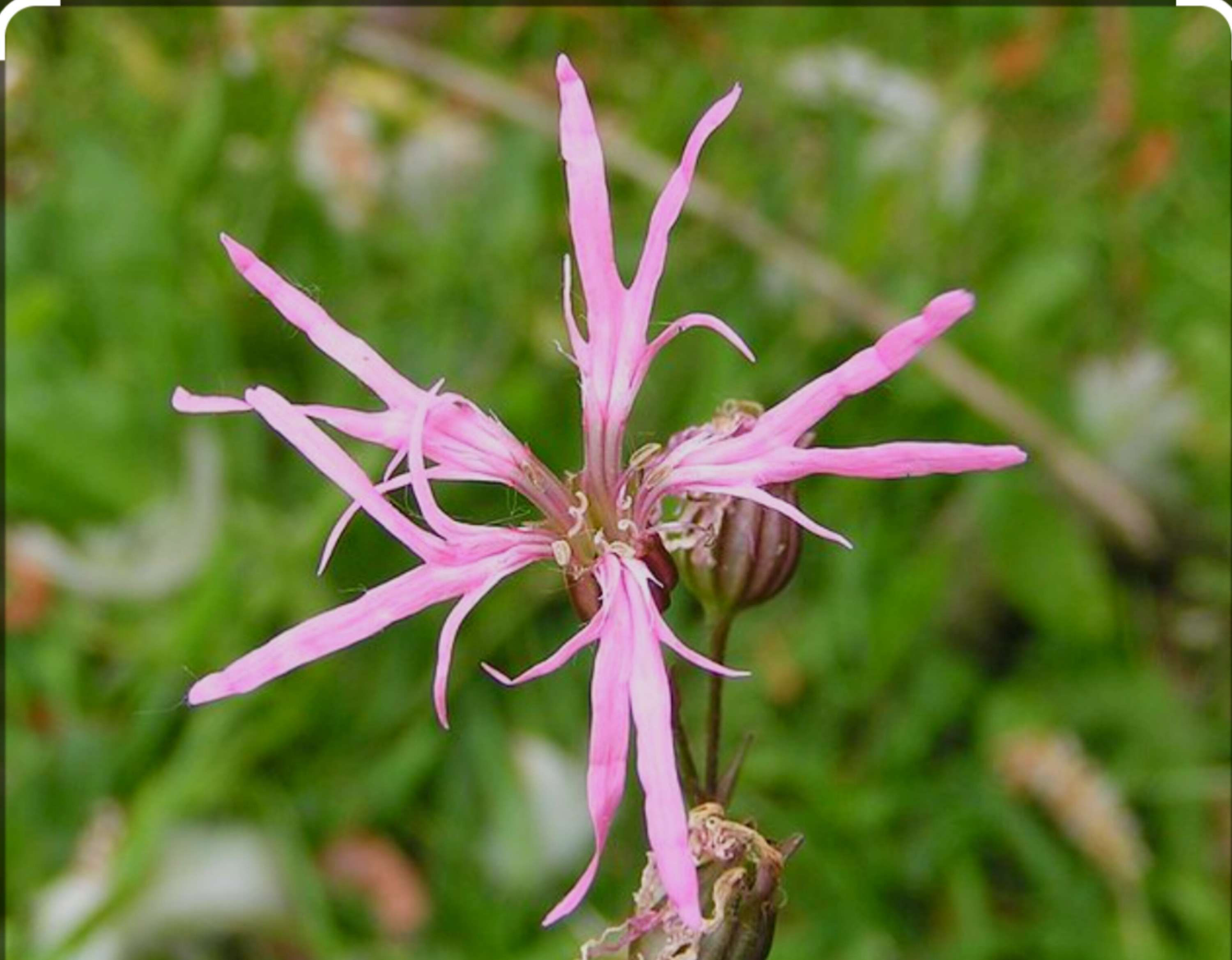 Ragged robin ( Lychnis flos-cuculi )