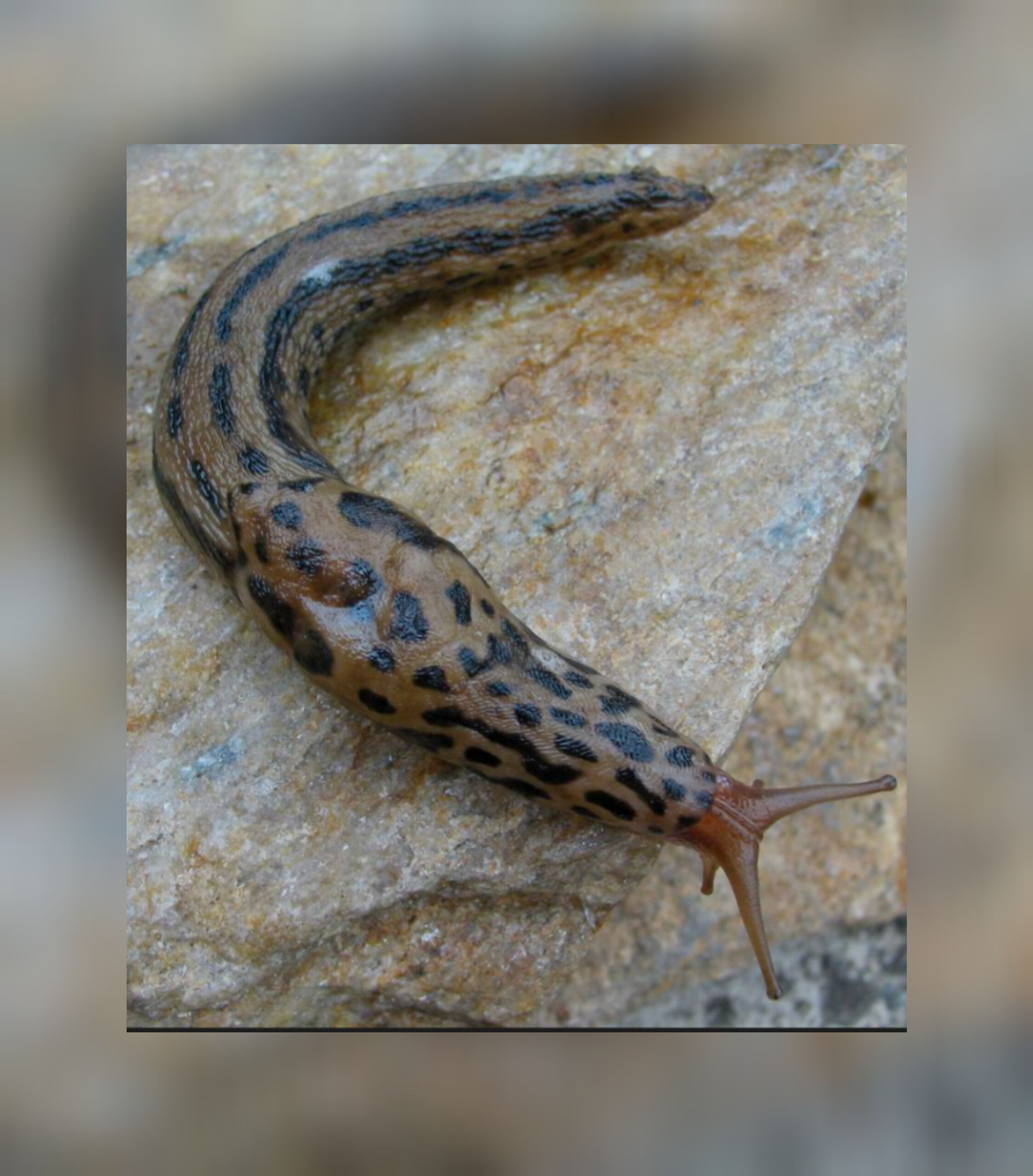 Leopard slug ( limax maximus )