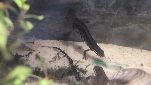 Thumbnail: Smooth newt eggs newt eggs ( lissotriton vulgaris ) cb 2026