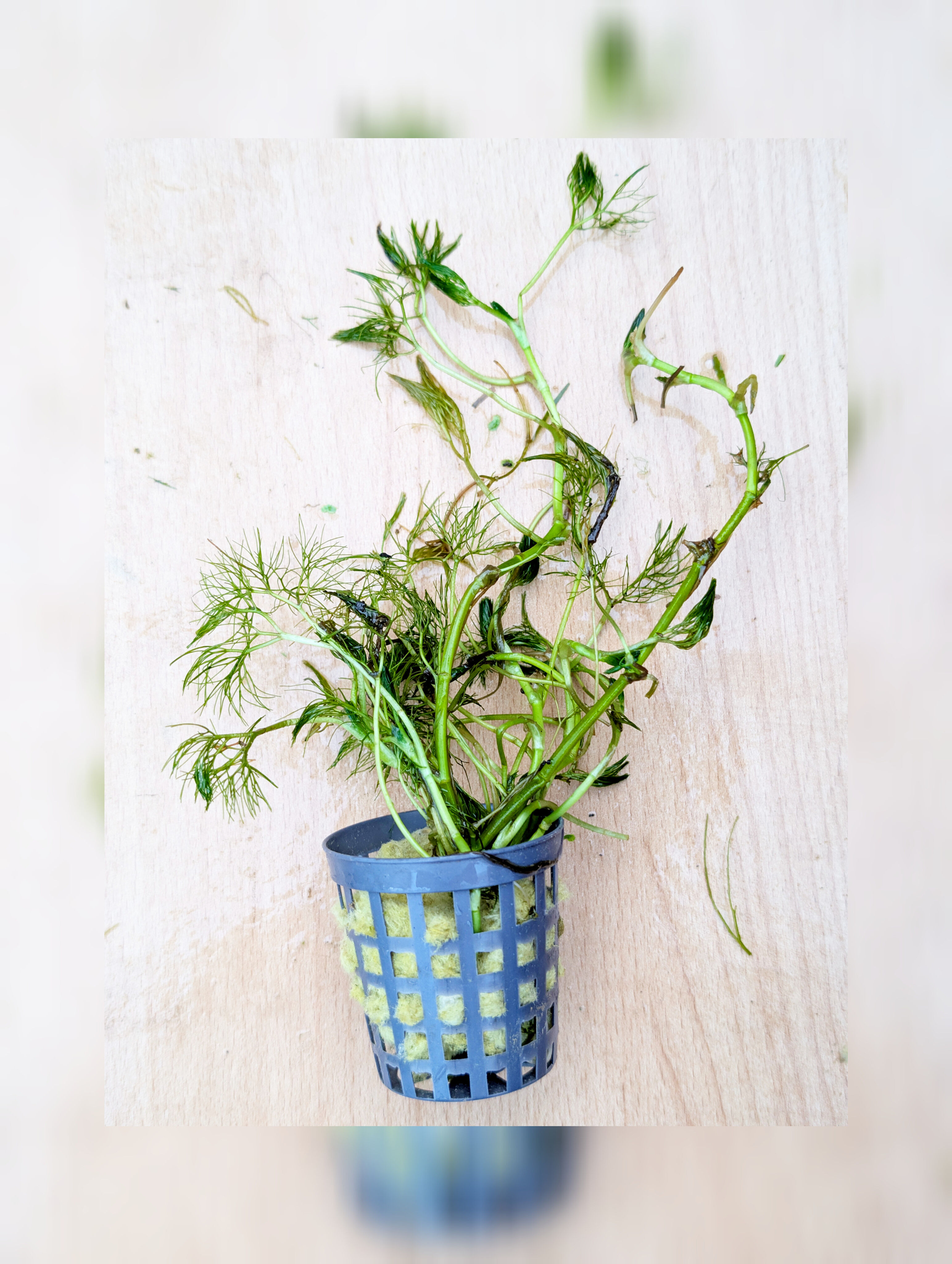 Potted Fan leaved water crowfoot ( ranunculus circinatus)