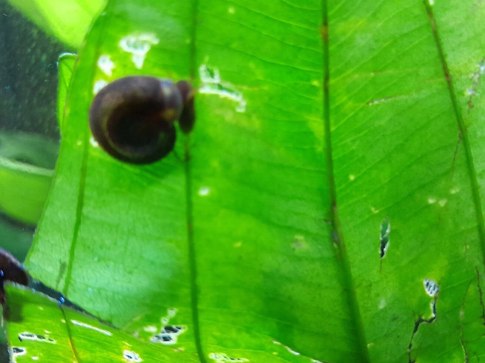Thumbnail: Flat ramshorn snail (Planorbis planorbis)