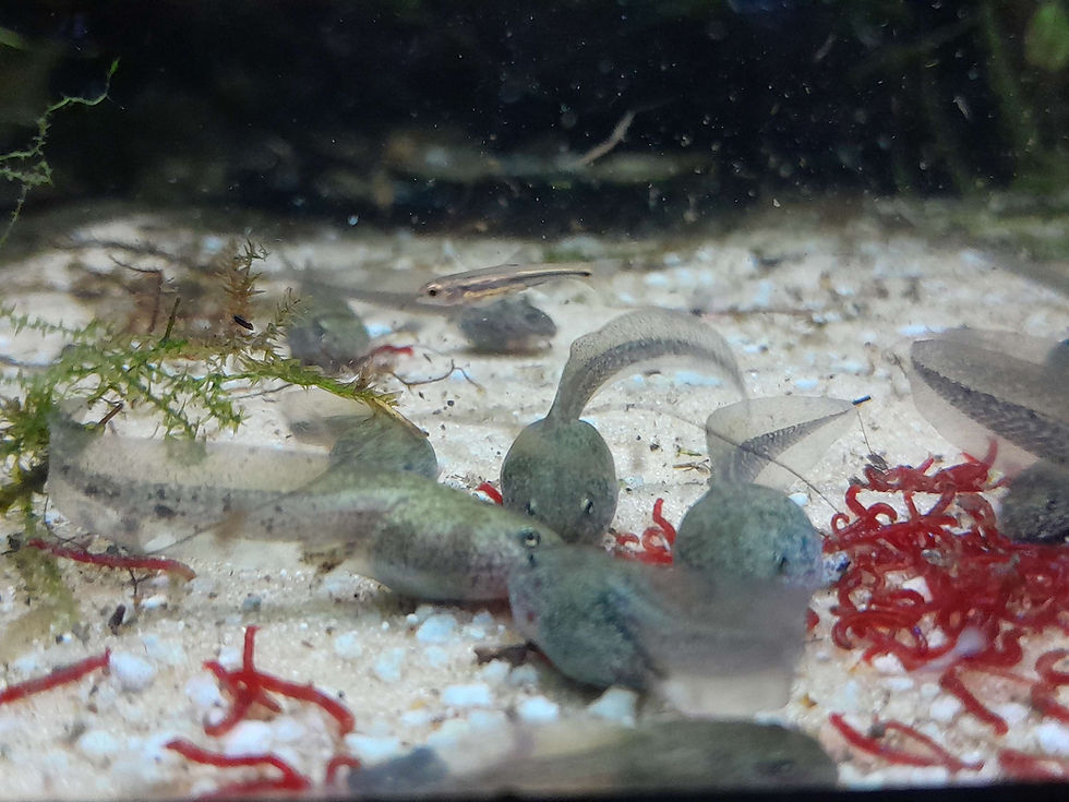 Thumbnail: common frog tadpoles ( rana temporaria ) cb2026