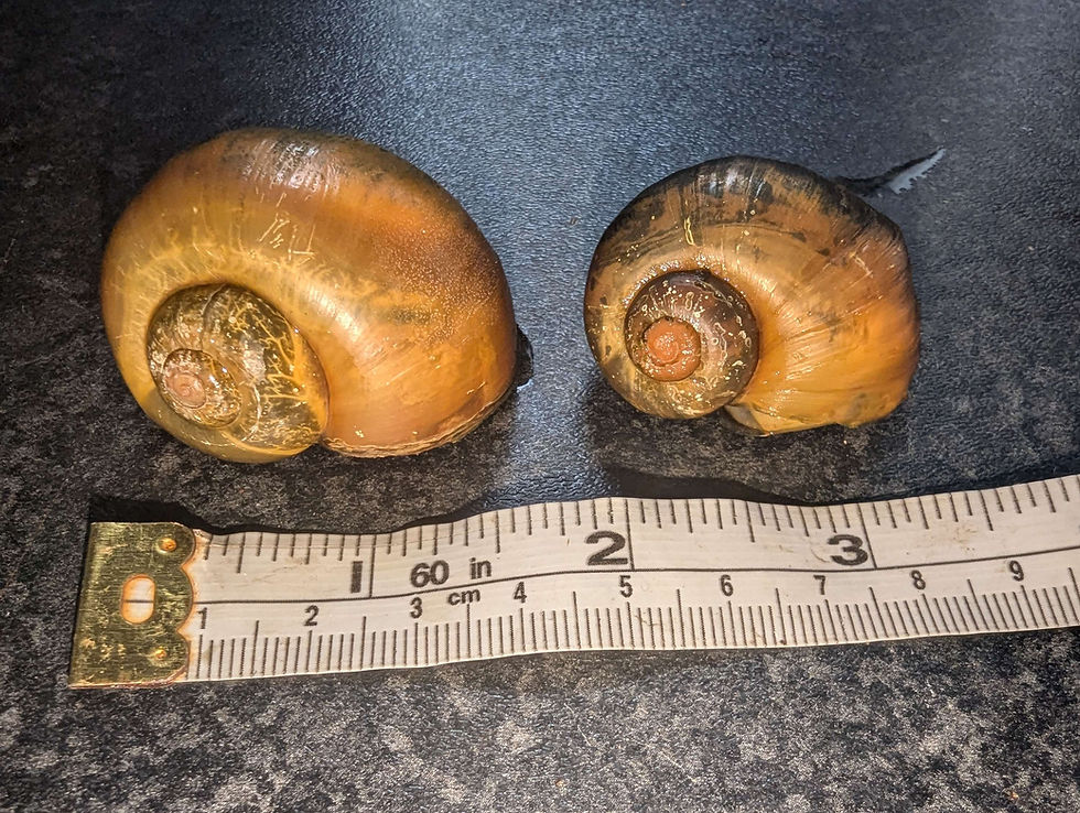 Thumbnail: golden giant apple snail 