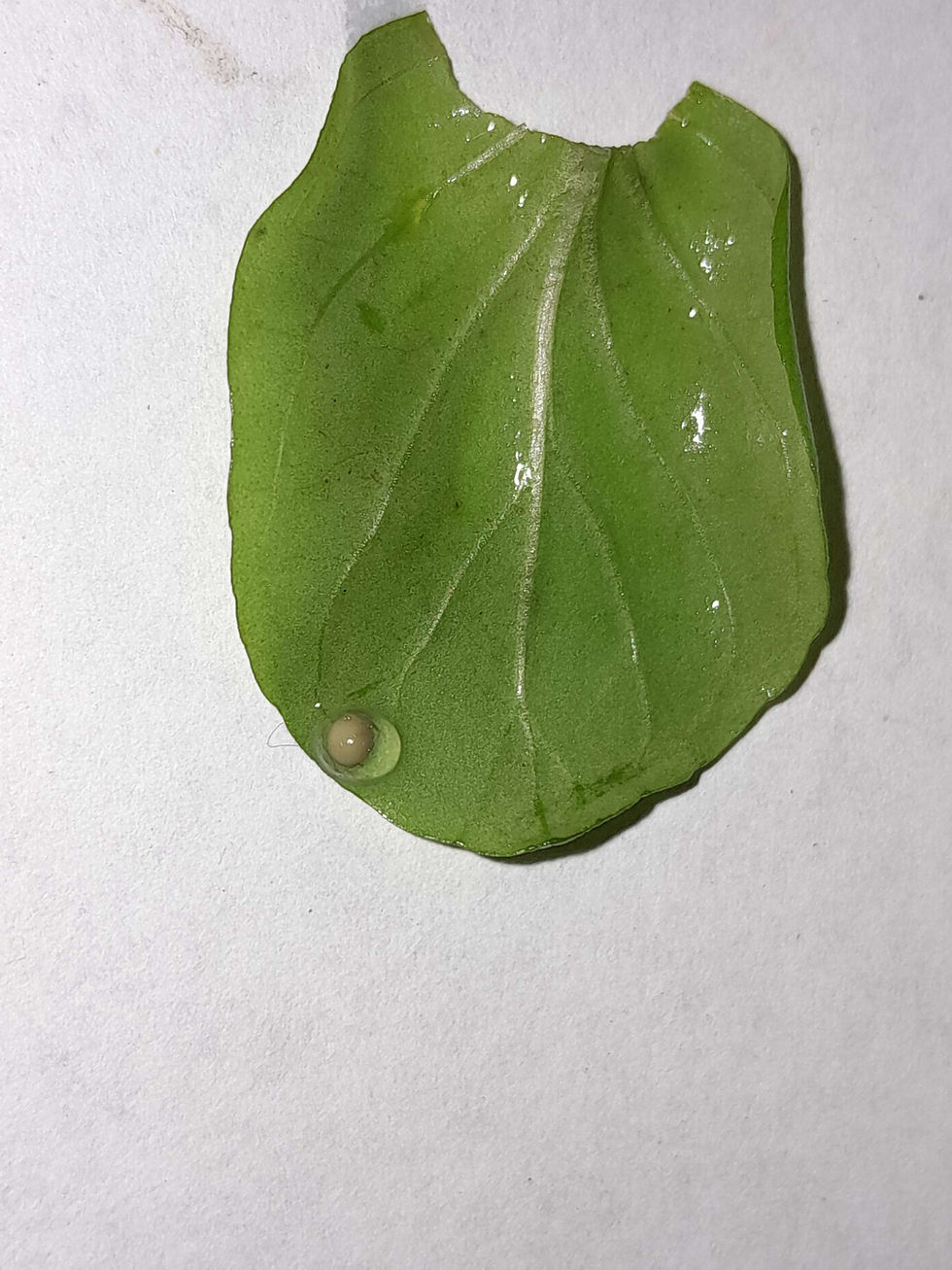 Thumbnail: palmate newt eggs ( lisssotriton helveticus )