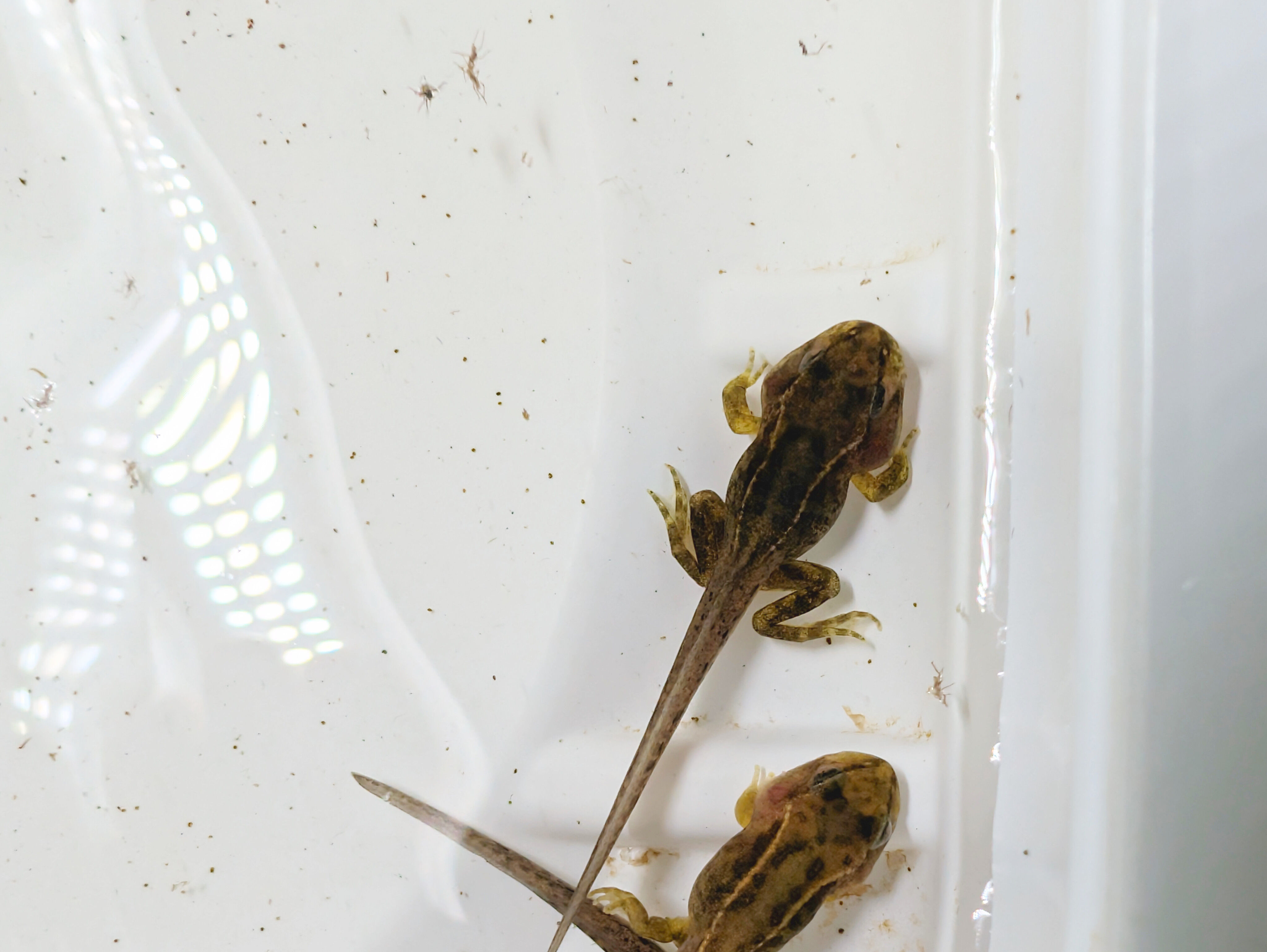 Well developed common frog tadpoles ( nearly froglets) CB 2026
