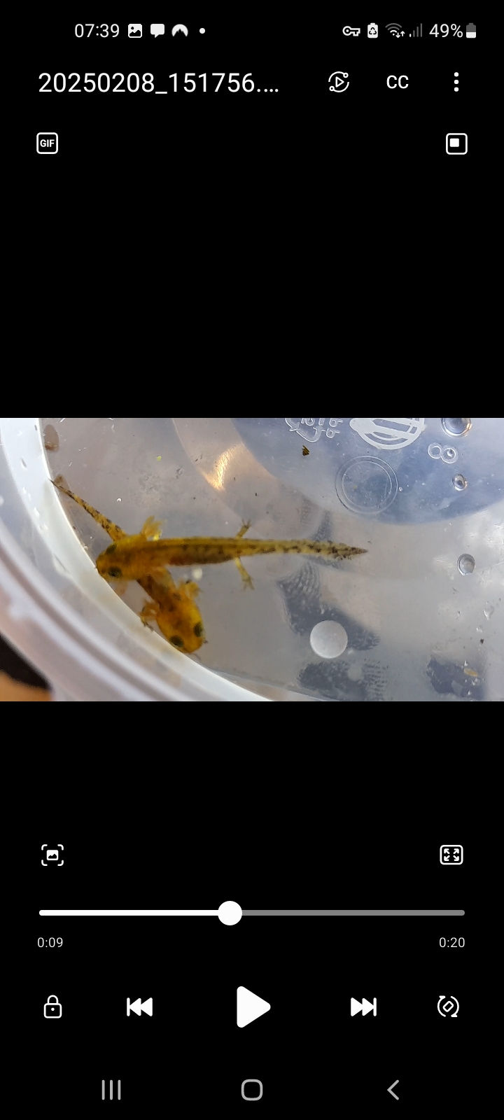 Thumbnail:  Fire salamander larvae ( salamandra salamandra ) cb 2025