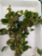 Red Marsh purslane ( Ludwigia palustris )
