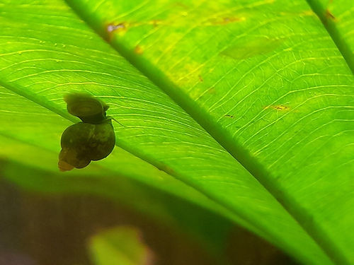 Faucet Snail (Bithynia Tenticulata) green water cleaners