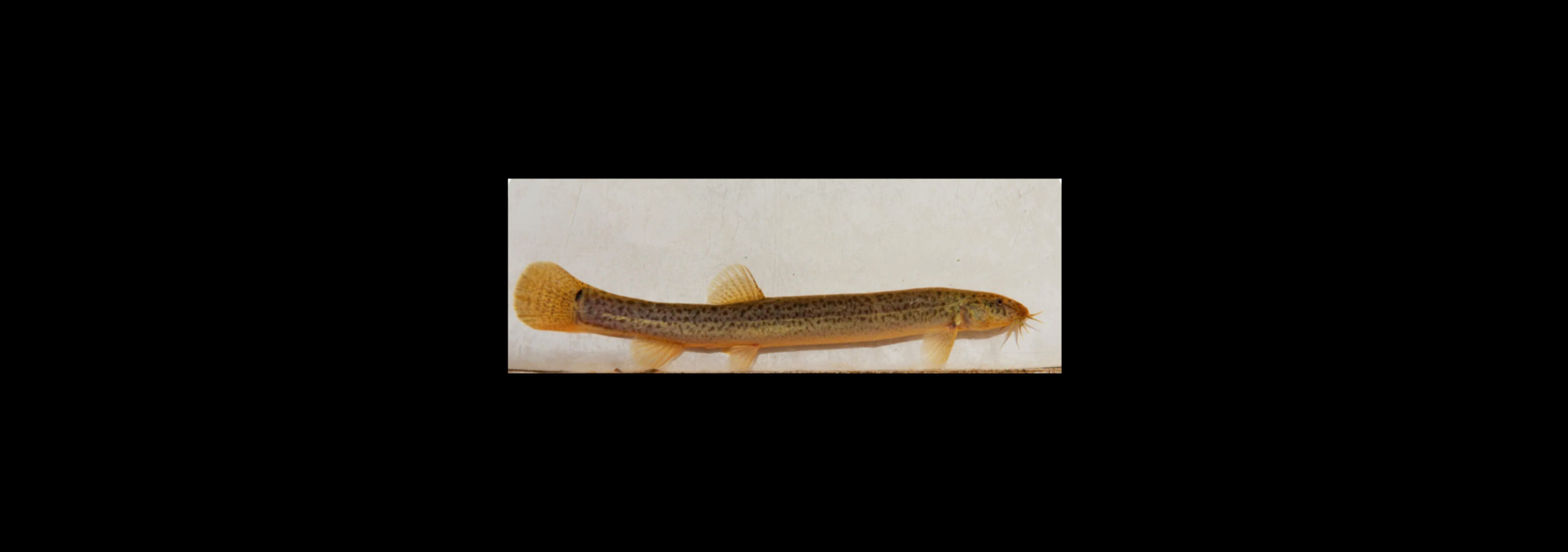 Weather loach ( Misgurnus anguillicaudatus )