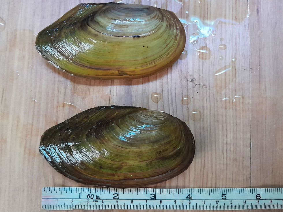 Thumbnail: Large Swan mussel (Anodonta cygnea)  10cm +