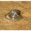 Thumbnail: Freshwater limpet (Ancylus fluviatilis )
