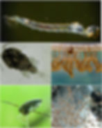 Mixed micro fauna / zoo plankton