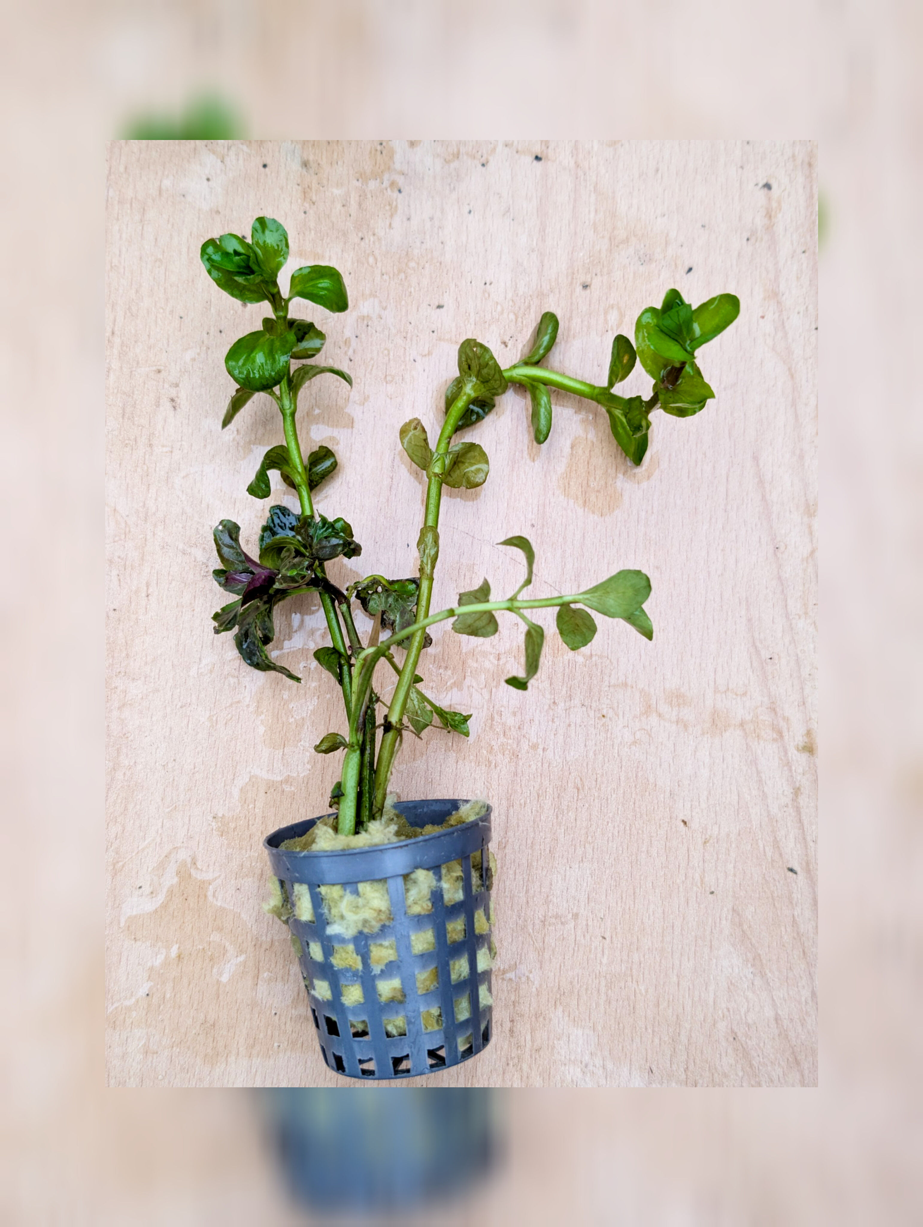 Potted water mint ( mentha aquatica )
