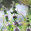 Thumbnail: water mint ( mentha aquatica )