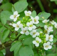 water cress ( nasturtium officinale )