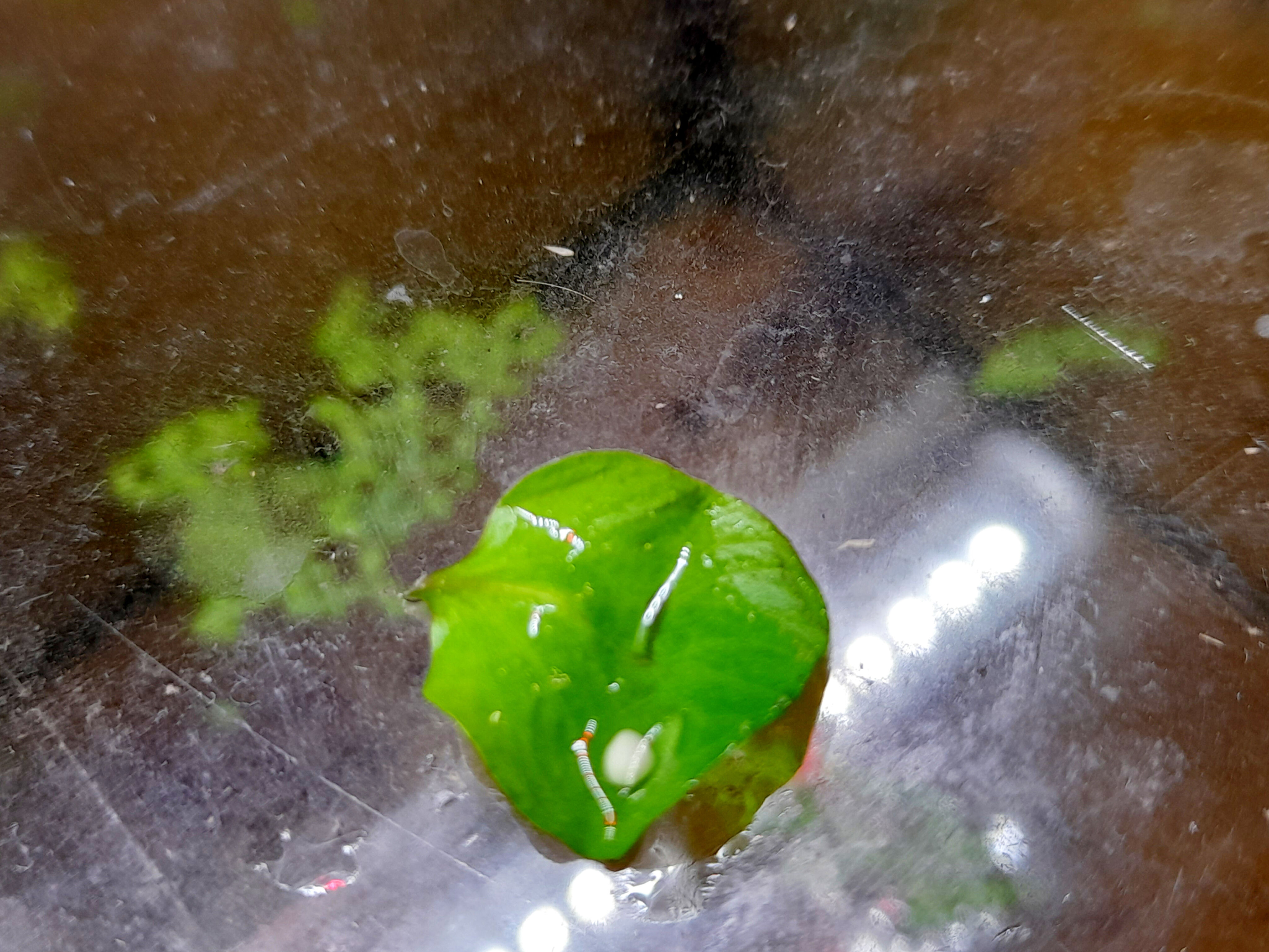 Italian crested newt eggs ( triturus carnifex ) cb 2025