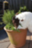 spelen in de tuin