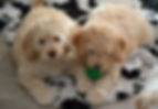 9 weeks australian labradoodle