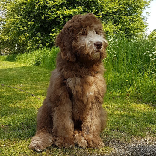 Australian Labradoodles dDutschland