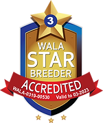 thumbnail_Upsidedown Labradoodles Accredited Logo 2023.webp