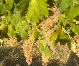 Argentaia Pic 3.jpeg