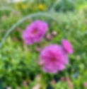 IMG_7171_edited.jpg