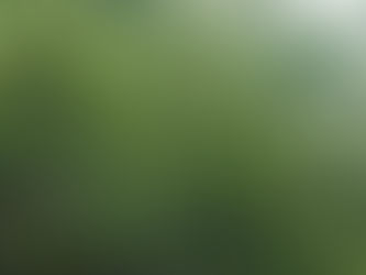 「今日のワン」(49)