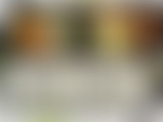 「今日のワン」（３３）