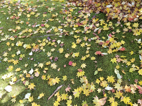 「今日のワン」（136）