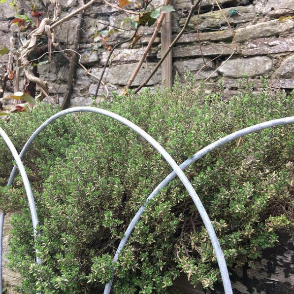 Hooped Edging
