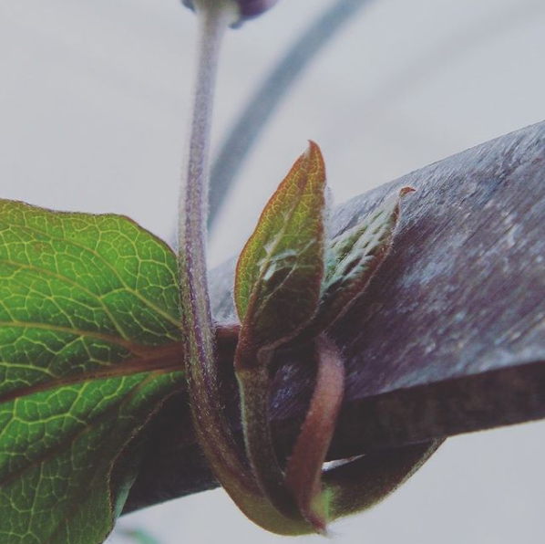 Plant Supports