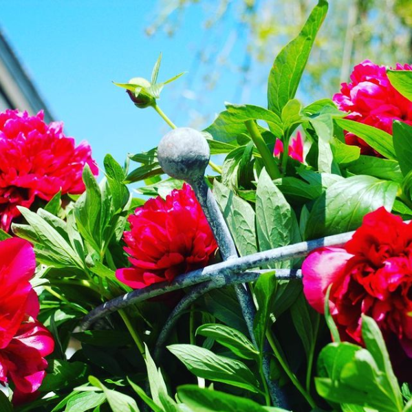 Peony Support