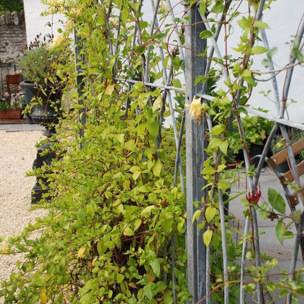 Trellis