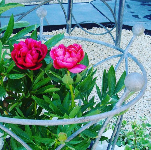 Peony Support