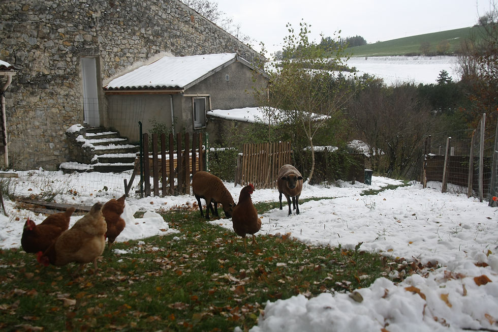 Rare neige d'hiver et voisinage
