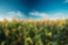 cornfield1.jpg
