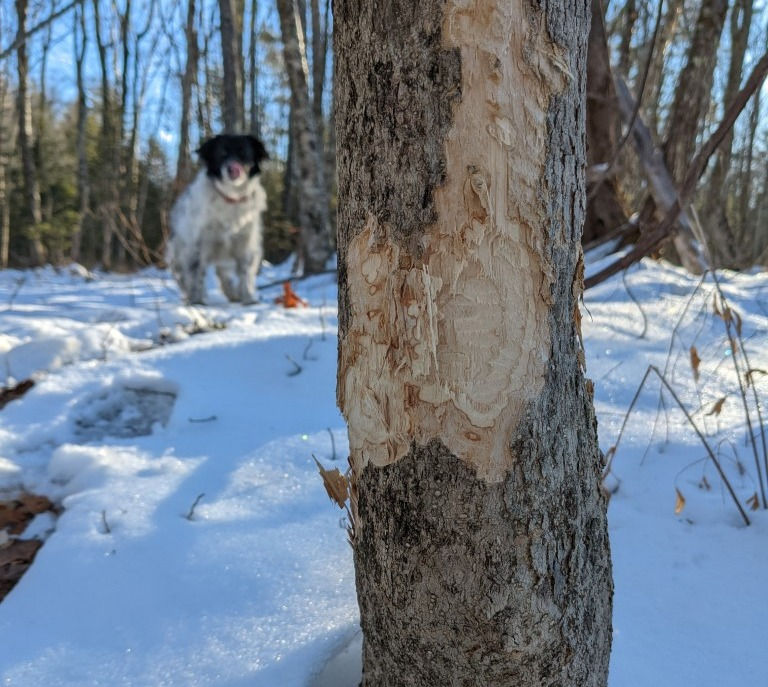 Tree showing recent signs of gnawing