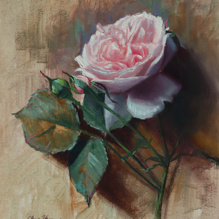 English Rose