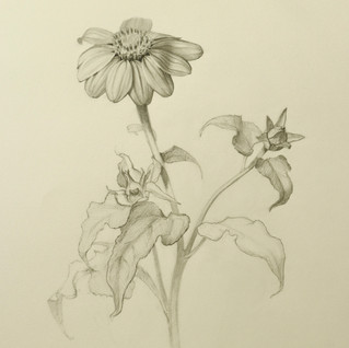 Mexican Sunflower
