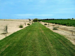 Vias Alamein 6