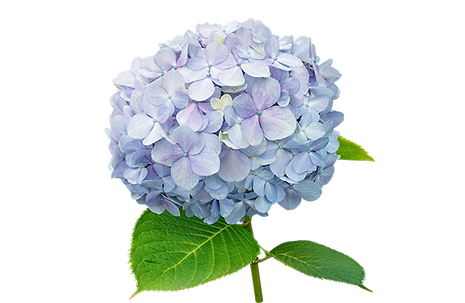 hydrangea-small.png