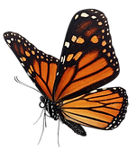monarch flying_edited.png