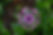 flower-651902_640.jpg