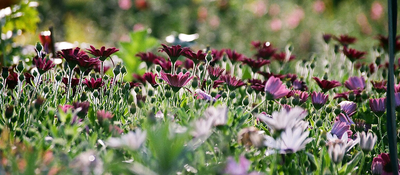 Purple Chrysanthemums