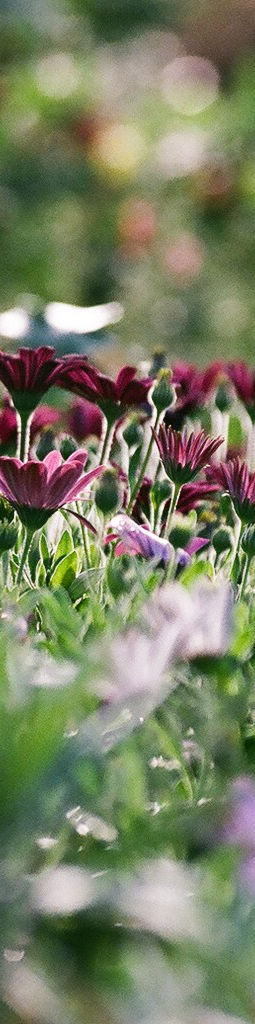 Purple Chrysanthemums