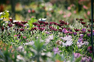 Purple Chrysanthemums